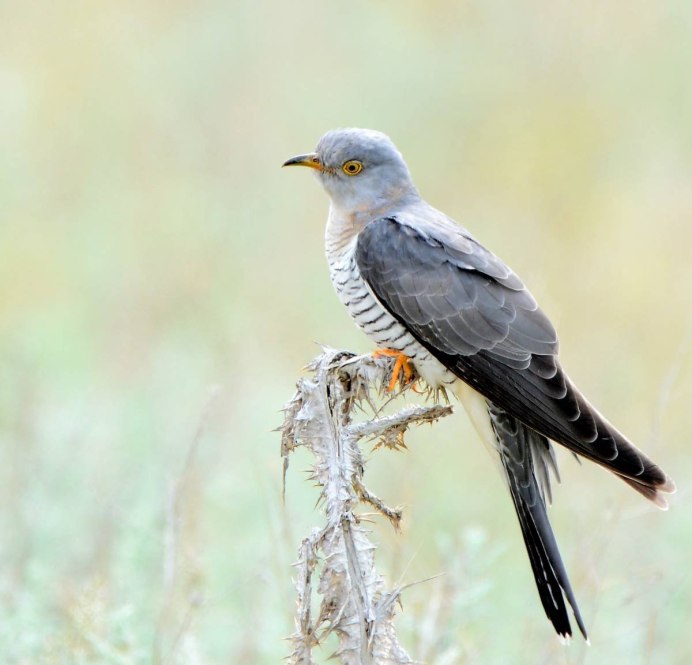 Хохлатая выпь