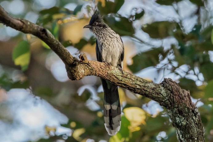 Коромандельская хохлатая Кукушка