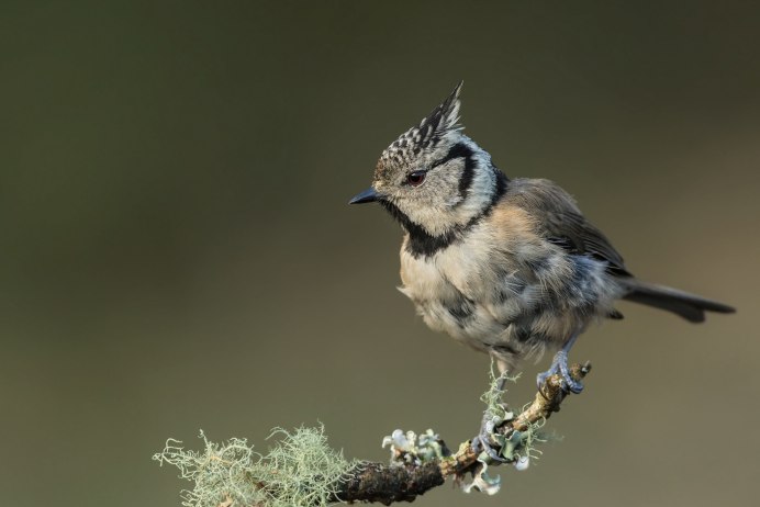 Хохлатая Кукушка