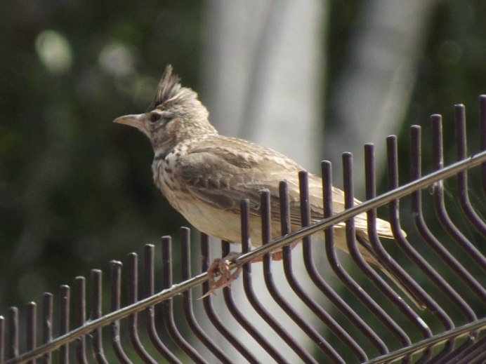 Мадагаскарская шпорцевая Кукушка