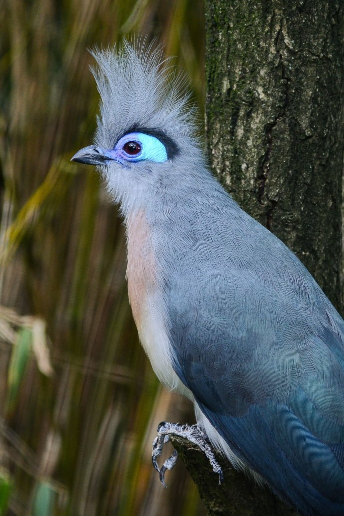 Коромандельская хохлатая Кукушка