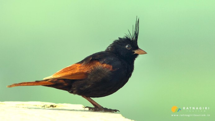 Птица хохлатый титухуй