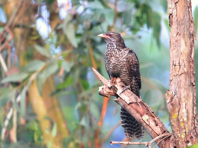 Кариама птица