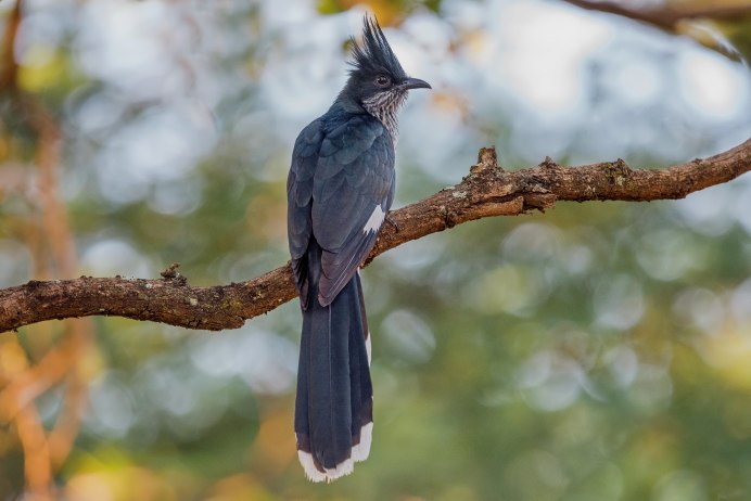 Каштановокрылая хохлатая Кукушка