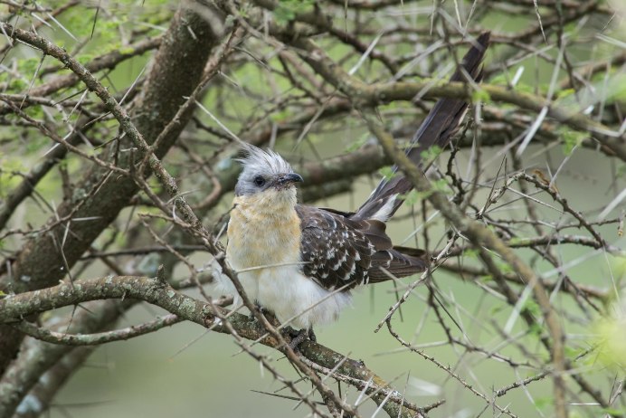 Голубая Мадагаскарская Кукушка