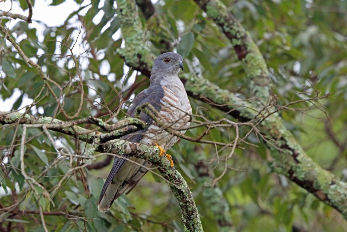 Crested Bunting
