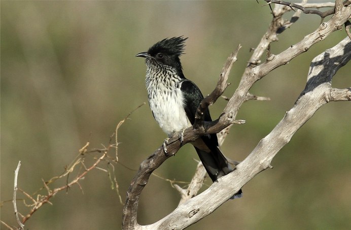 Хохлатая Кукушка