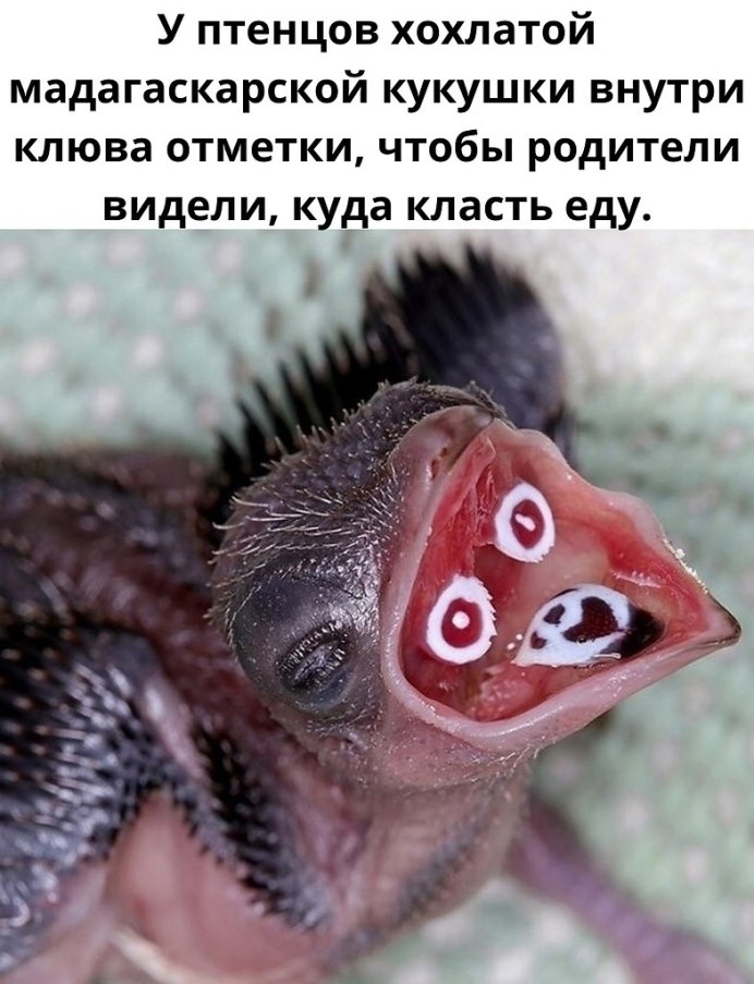 Сорочья хохлатая Кукушка