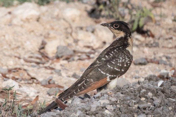 Хохлатая Кукушка (Clamator glandarius)