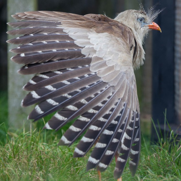 Коромандельская хохлатая Кукушка