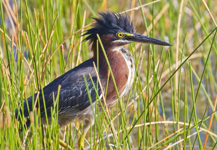 Птица года 2022