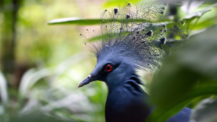 Хохлатая Мадагаскарская Кукушка