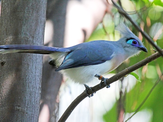 Хохлатый Дрозд