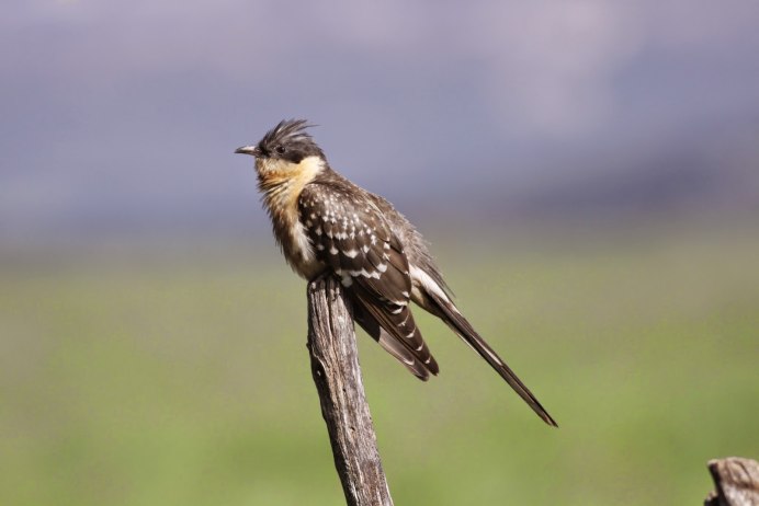Мадагаскарская Кукушка