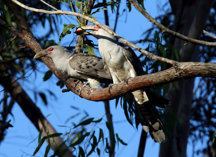 Обыкновенная Кукушка Кукушонок