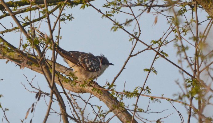 Хохлатая Кукушка