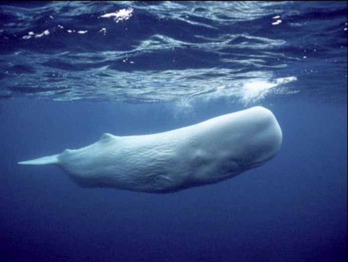 Кит в море