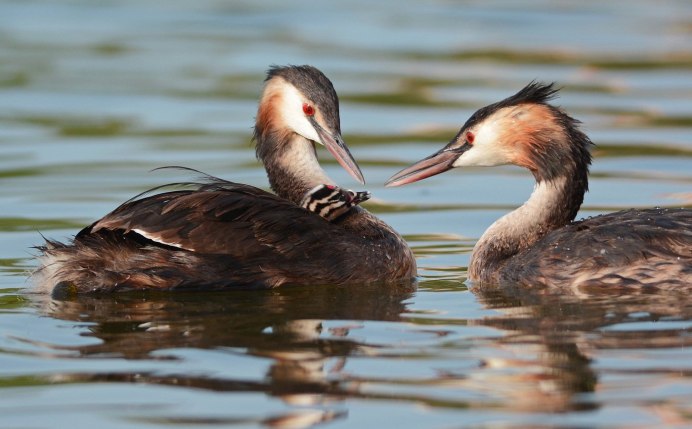 Podiceps cristatus