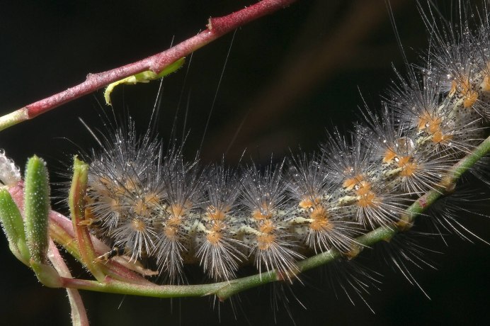 Cucullia lactucae гусеница