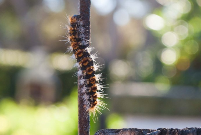 Черный Caterpillar гусеница