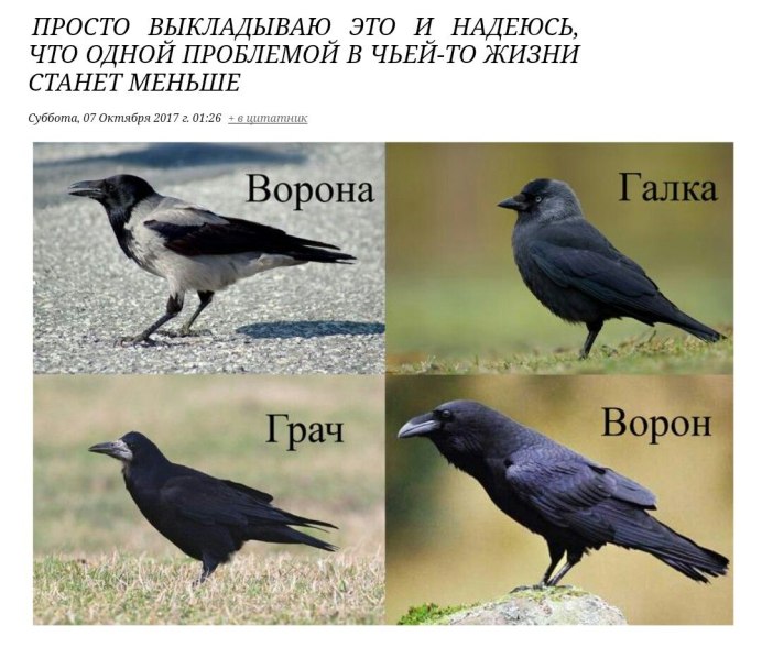 Ворон ворона Грач
