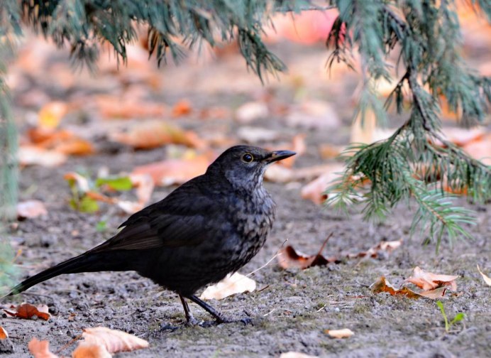 Дрозд чёрный (turdus Merula)