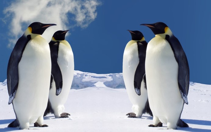 Paul Nicklen фотограф