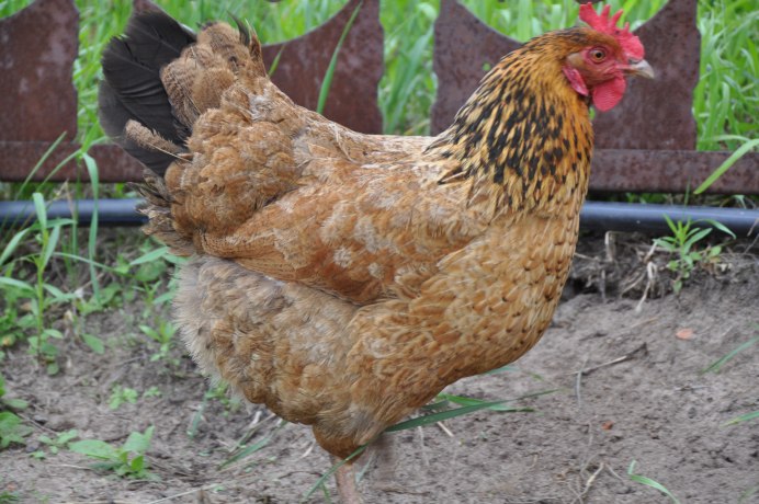 Куры породы Амераукана