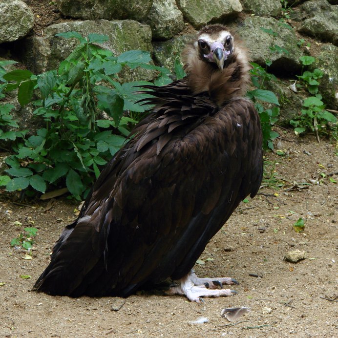 Cinereous Vulture