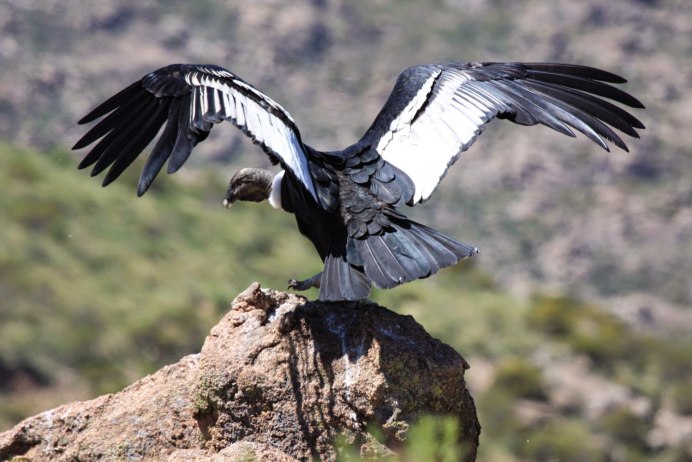 Black Vulture