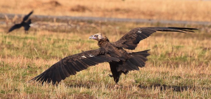 Black Vulture