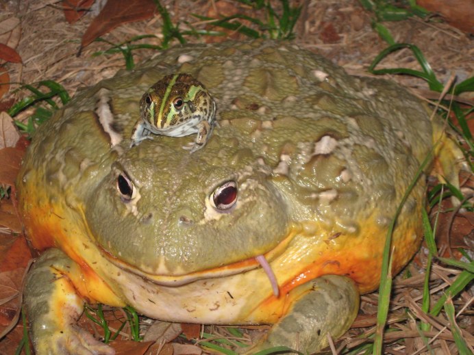 Glyphoglossus Molossus