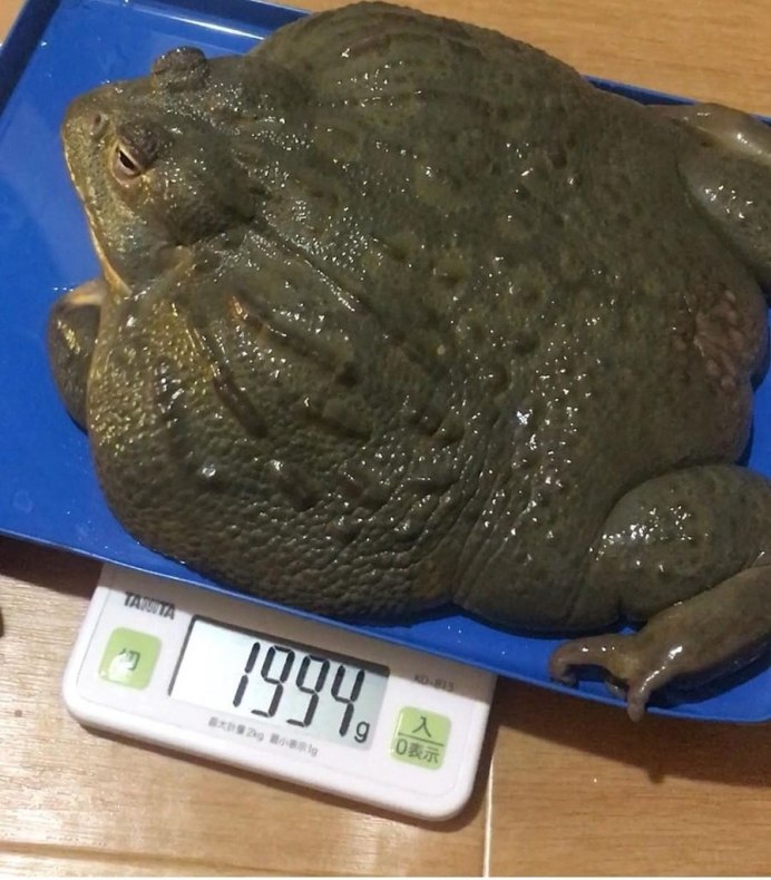 Шероховатый узкорот