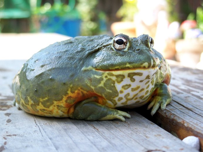 Капский узкорот