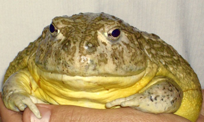Жаба фэт