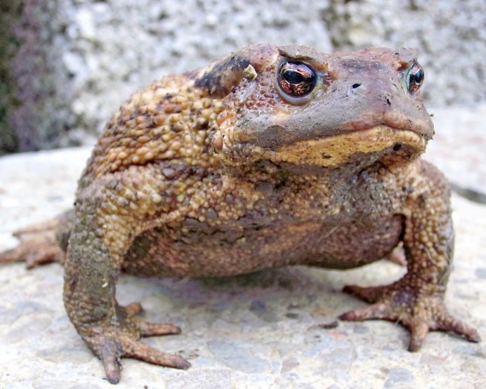 Bufo superciliaris