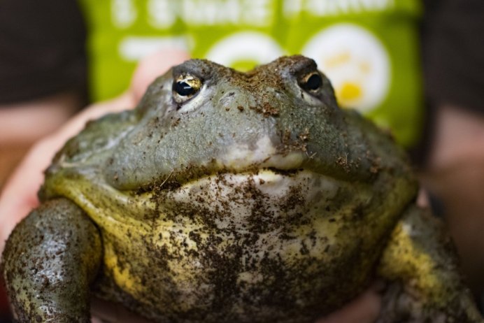 Glyphoglossus Molossus лягушка