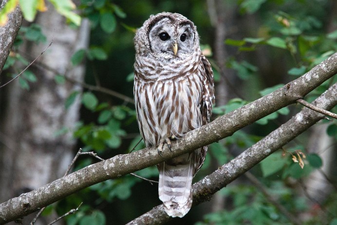 Strix occidentalis