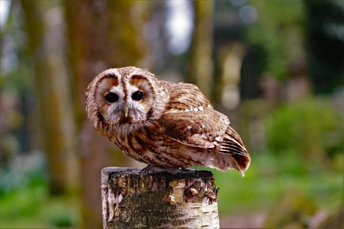 Пятнистая неясыть Strix occidentalis