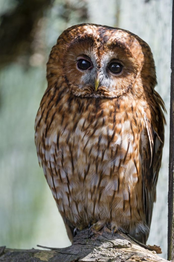 Пятнистая Сова Strix occidentalis