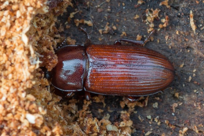 Хрущак малый булавоусый