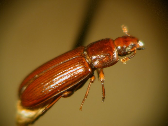 Хрущак малый булавоусый