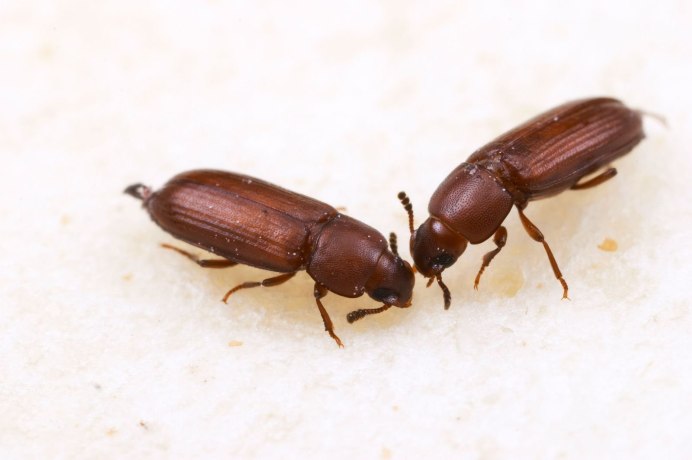 Жук мучной хрущак