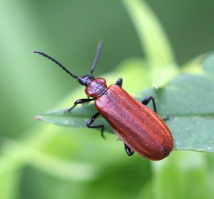 Малый мучной хрущак