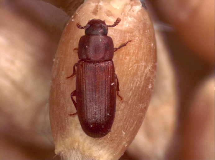 Жук черный хрущак