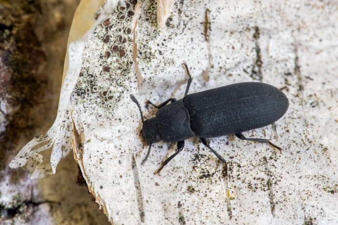 Жук мучной хрущак малый