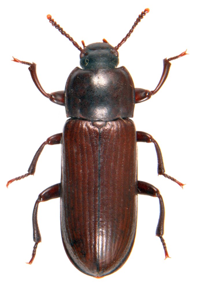 Tenebrio Molitor мучной хрущак