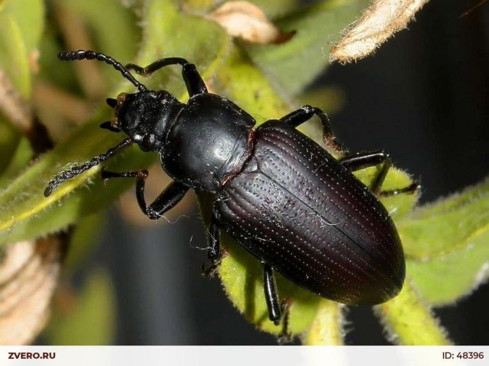 Жук мучной хрущак малый