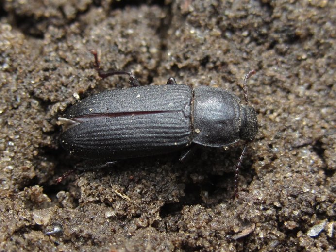 Жук мукоед рыжий