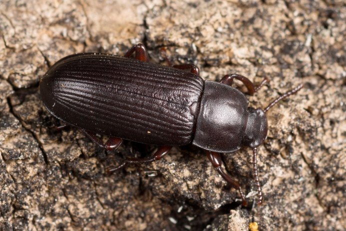 Жук мучной хрущак